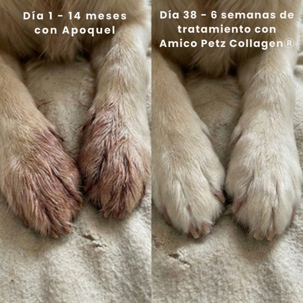 Colagénio líquido para animais de estimação da Kaddur®