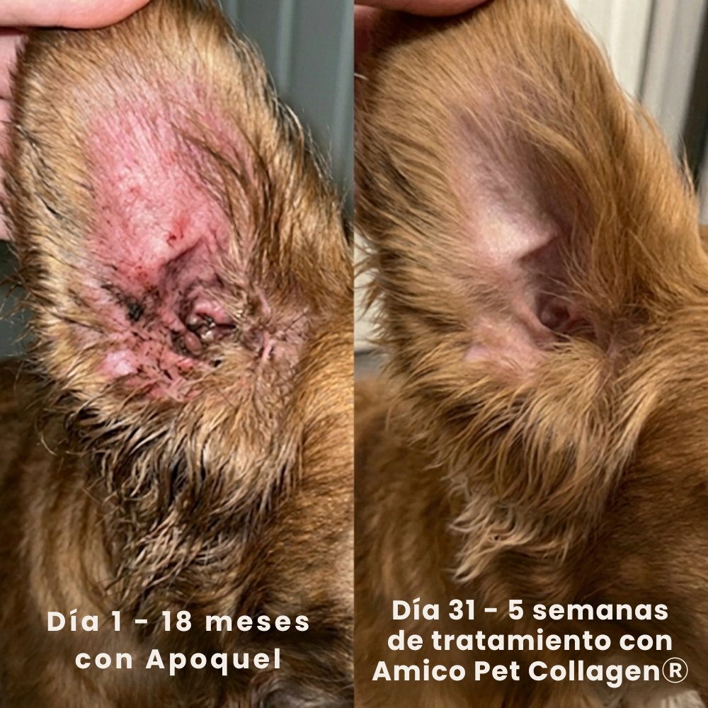 Colagénio líquido para animais de estimação da Kaddur®